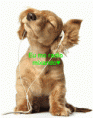 /album/galeria-de-fotos-pagina-inicial/gif-gif1/